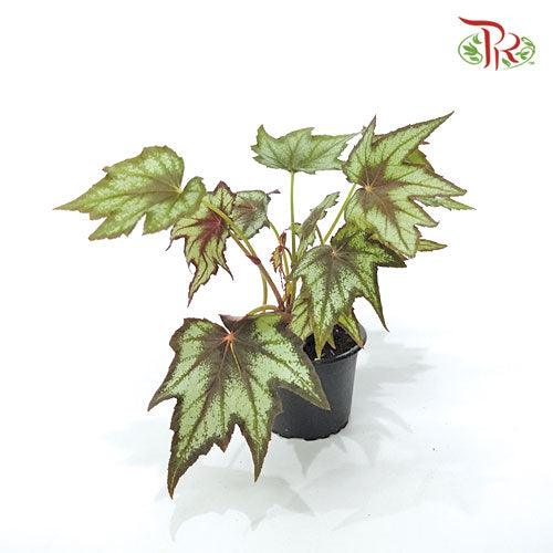 Begonia Little Brother Montgomery《秋海棠》-Pudu Ria Florist-prflorist.com.my