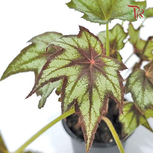Begonia Little Brother Montgomery《秋海棠》-Pudu Ria Florist-prflorist.com.my