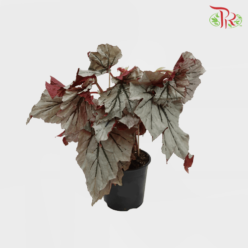 Begonia Looking Glass《魔镜秋海棠》