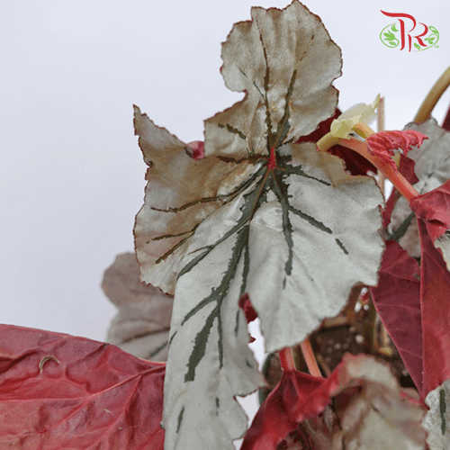 Begonia Looking Glass《魔镜秋海棠》