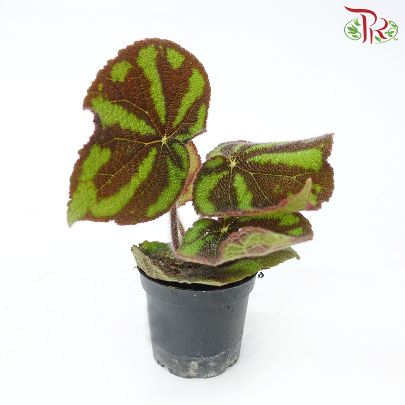 Begonia Masoniana Lonely Rock 120P《彩纹秋海棠》