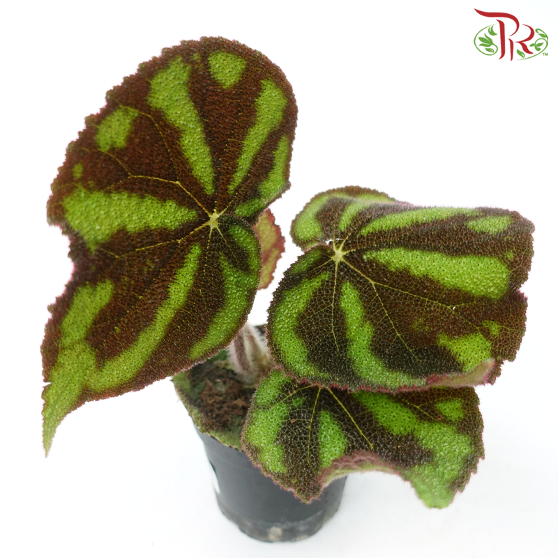 Begonia Masoniana Lonely Rock 120P《彩纹秋海棠》-Pudu Ria Florist-prflorist.com.my