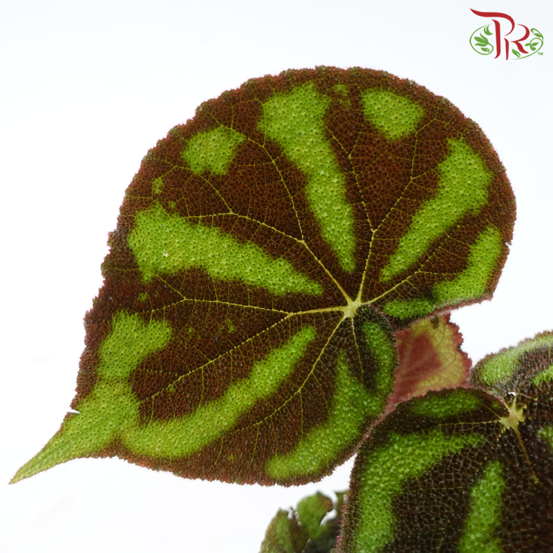 Begonia Masoniana Lonely Rock 120P《彩纹秋海棠》-Pudu Ria Florist-prflorist.com.my
