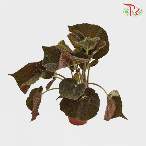 Begonia Masoniana River《河铁甲秋海棠》-Pudu Ria Florist-prflorist.com.my