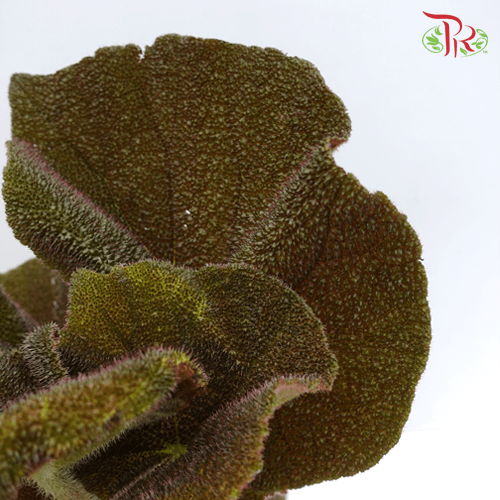 Begonia Masoniana River《河铁甲秋海棠》-Pudu Ria Florist-prflorist.com.my