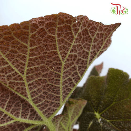 Begonia Masoniana River《河铁甲秋海棠》-Pudu Ria Florist-prflorist.com.my