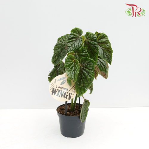 Begonia Oldemor《奥特莫秋海棠》