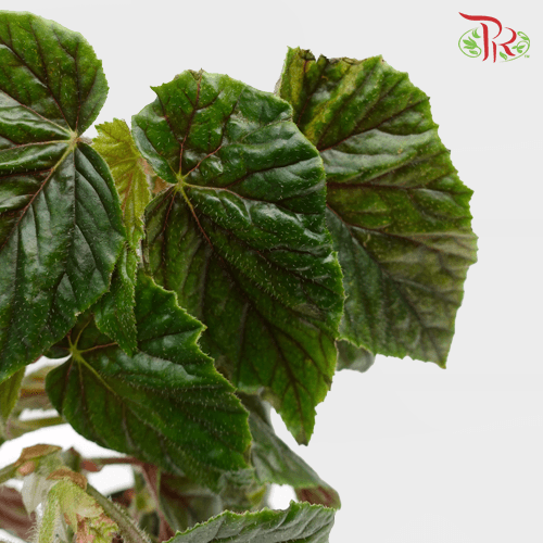 Begonia Oldemor《奥特莫秋海棠》