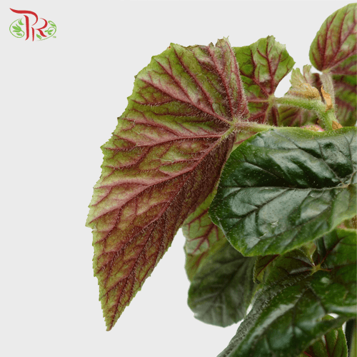 Begonia Oldemor《奥特莫秋海棠》