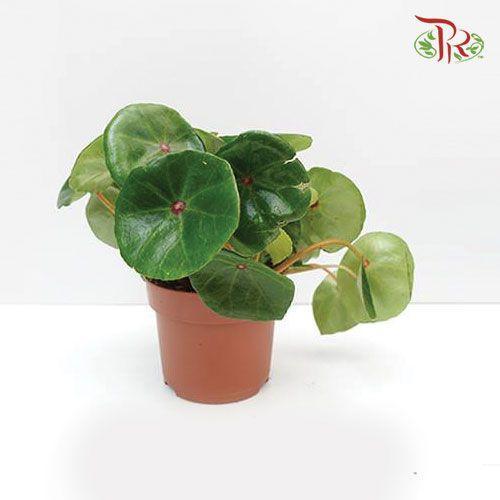 Begonia Red Ruby《红宝石秋海棠》-Pudu Ria Florist-prflorist.com.my