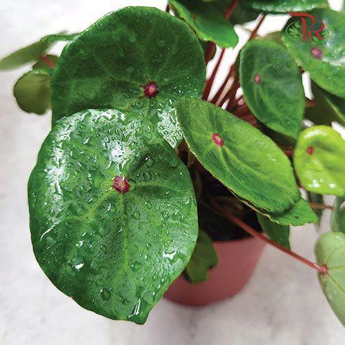 Begonia Red Ruby《红宝石秋海棠》-Pudu Ria Florist-prflorist.com.my