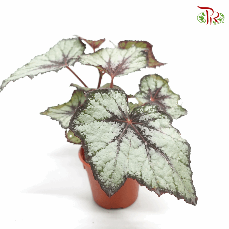 Begonia Rex - Randomly selected 《秋海棠》-Pudu Ria Florist-prflorist.com.my