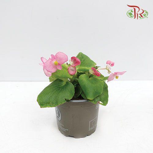 Begonia Semperflorens《四季秋海棠》- Pink-Pudu Ria Florist-prflorist.com.my