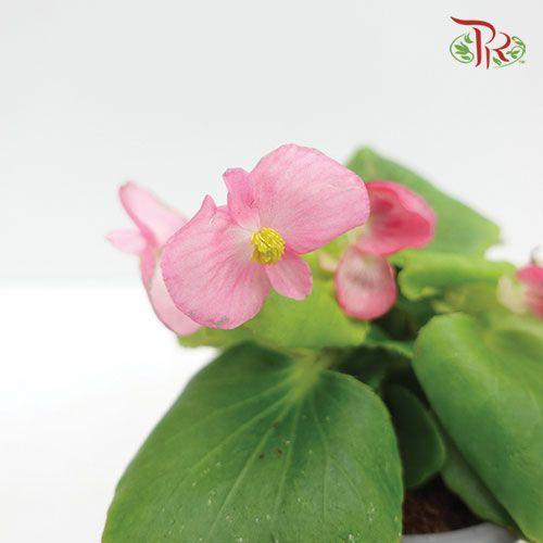 Begonia Semperflorens《四季秋海棠》- Pink-Pudu Ria Florist-prflorist.com.my