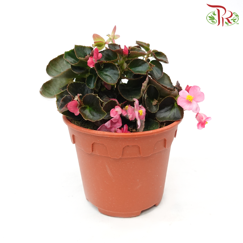 Begonia Semperflorens《四季秋海棠》