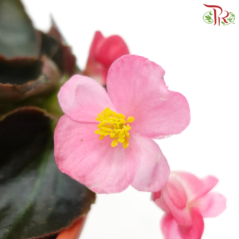 Begonia Semperflorens《四季秋海棠》