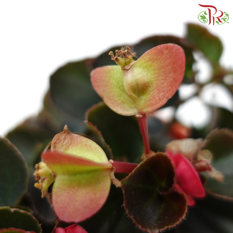 Begonia Semperflorens《四季秋海棠》