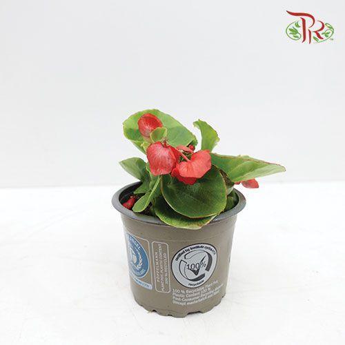 Begonia Semperflorens《四季秋海棠》- Red