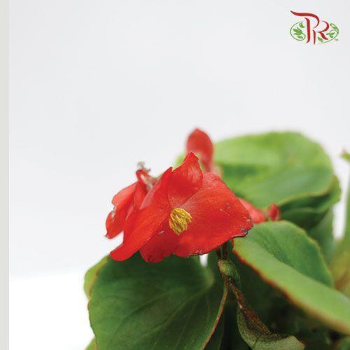 Begonia Semperflorens《四季秋海棠》- Red