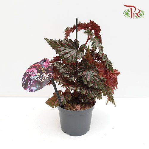 Begonia Serratipetala《齿瓣秋海棠》-Pudu Ria Florist-prflorist.com.my