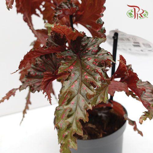 Begonia Serratipetala《齿瓣秋海棠》-Pudu Ria Florist-prflorist.com.my