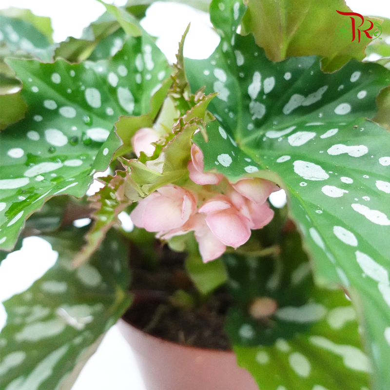 Begonia Sherwood Forrest 《秋海棠》-Pudu Ria Florist-prflorist.com.my