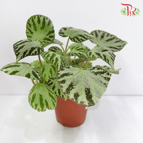 Begonia Silver Jewel 《银色宝石秋海棠》-Pudu Ria Florist-prflorist.com.my