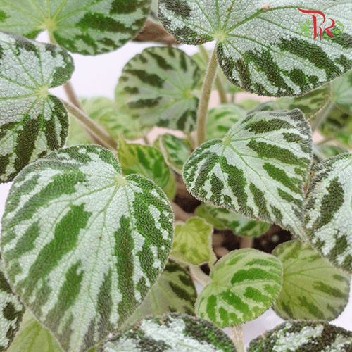 Begonia Silver Jewel 《银色宝石秋海棠》-Pudu Ria Florist-prflorist.com.my