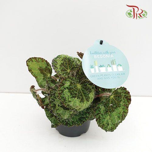 Begonia Sizemoreae《赛兹摩尔秋海棠》-Pudu Ria Florist-prflorist.com.my