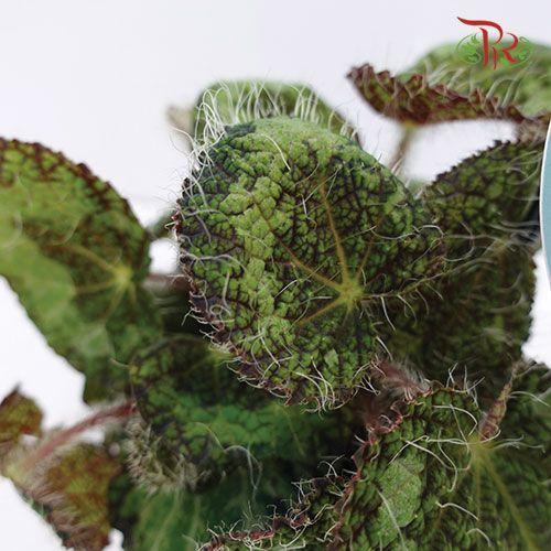 Begonia Sizemoreae《赛兹摩尔秋海棠》-Pudu Ria Florist-prflorist.com.my
