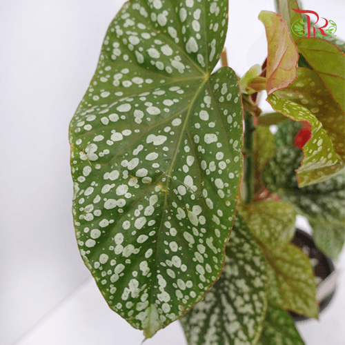Begonia Snow Capped《富士山秋海棠》-Pudu Ria Florist-prflorist.com.my