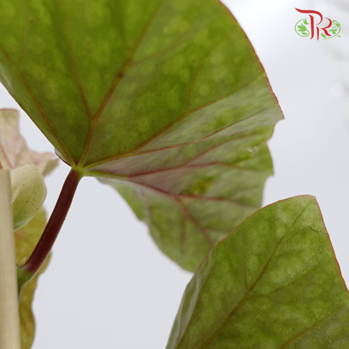 Begonia Snow Capped《富士山秋海棠》-Pudu Ria Florist-prflorist.com.my