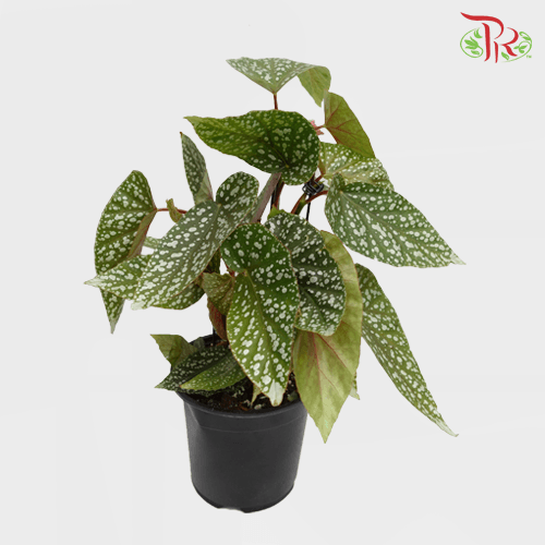 Begonia Snow Capped《富士山秋海棠》(2 Plant)