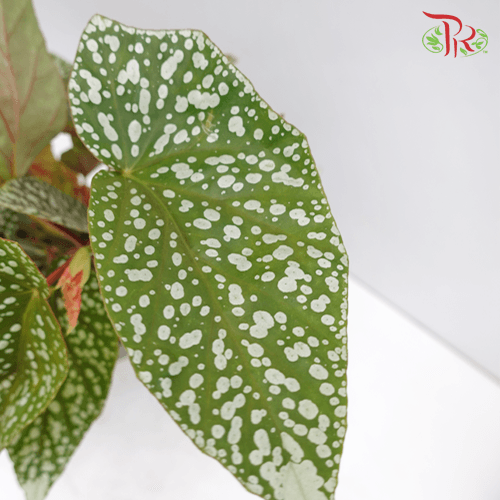 Begonia Snow Capped《富士山秋海棠》(2 Plant)