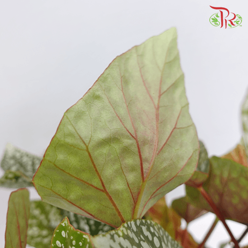 Begonia Snow Capped《富士山秋海棠》(2 Plant)