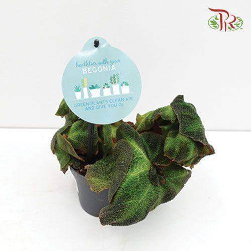 Begonia Soli Mutata《索莉幕特秋海棠》