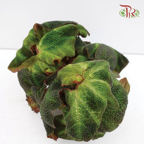 Begonia Soli Mutata《索莉幕特秋海棠》