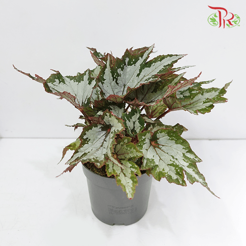 Begonia Sumatra Green 《秋海棠》-Pudu Ria Florist-prflorist.com.my