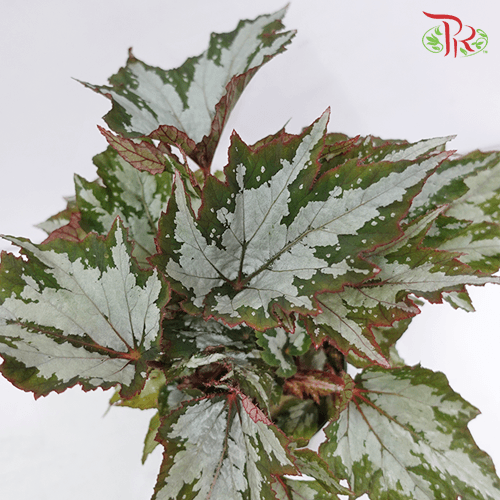 Begonia Sumatra Green 《秋海棠》-Pudu Ria Florist-prflorist.com.my
