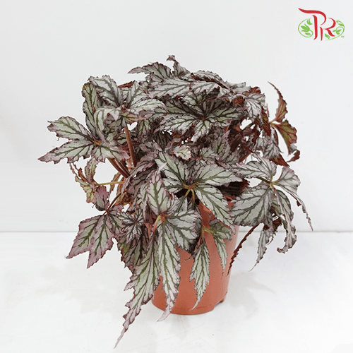 Begonia Supernova 《超新星秋海棠》35cm
