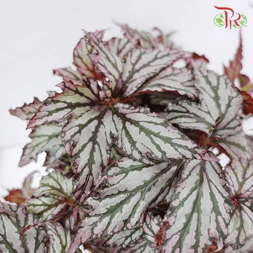 Begonia Supernova 《超新星秋海棠》35cm