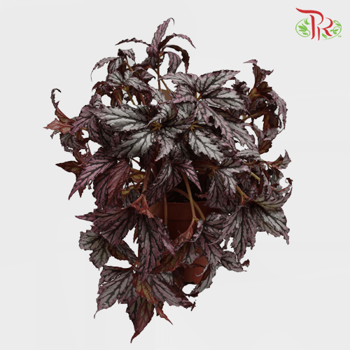 Begonia Supernova《超新星秋海棠》-Pudu Ria Florist-prflorist.com.my