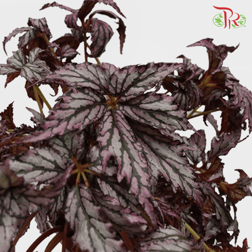 Begonia Supernova《超新星秋海棠》-Pudu Ria Florist-prflorist.com.my