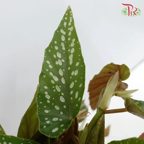 Begonia Tamaya《竹节秋海棠》-Pudu Ria Florist-prflorist.com.my
