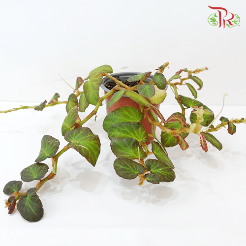 Begonia Thelmae 秋海棠-Pudu Ria Florist-prflorist.com.my