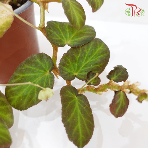 Begonia Thelmae 秋海棠-Pudu Ria Florist-prflorist.com.my