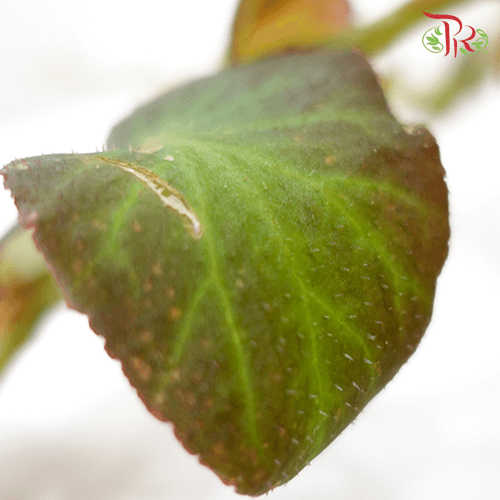 Begonia Thelmae 秋海棠-Pudu Ria Florist-prflorist.com.my