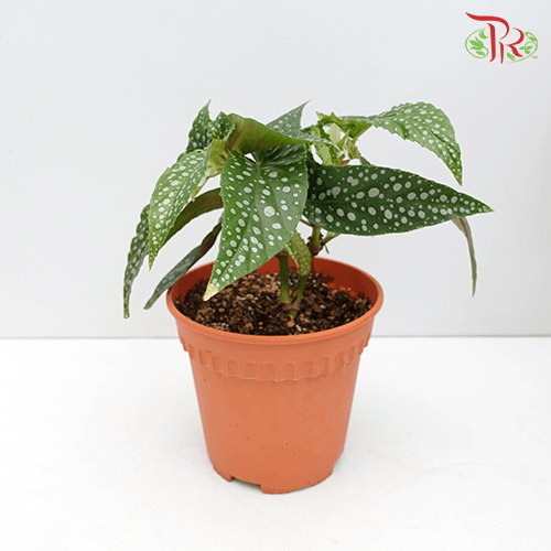 Begonia White Ice《白冰秋海棠》-Pudu Ria Florist-prflorist.com.my