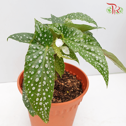 Begonia White Ice《白冰秋海棠》-Pudu Ria Florist-prflorist.com.my
