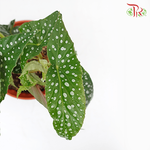 Begonia White Ice《白冰秋海棠》-Pudu Ria Florist-prflorist.com.my